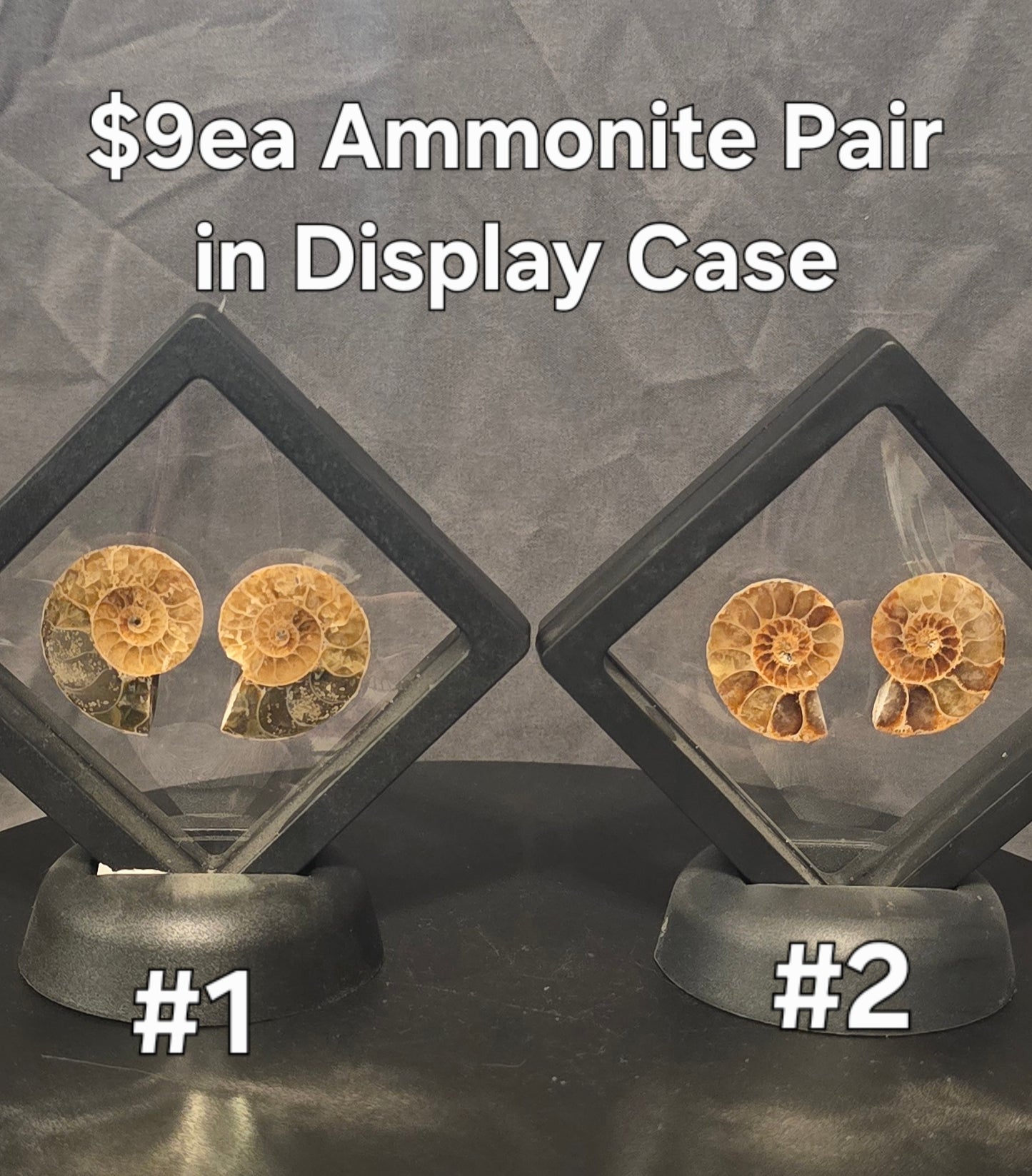 S0248 Ammonite Pair in Display Case