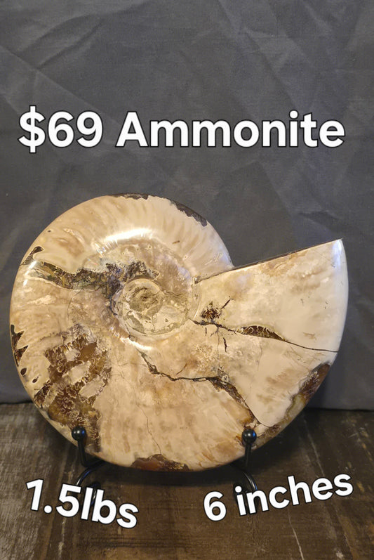 Ammonite