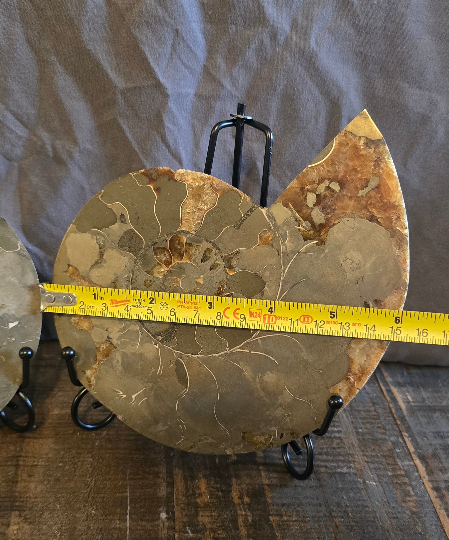 S0237 Ammonite Pair