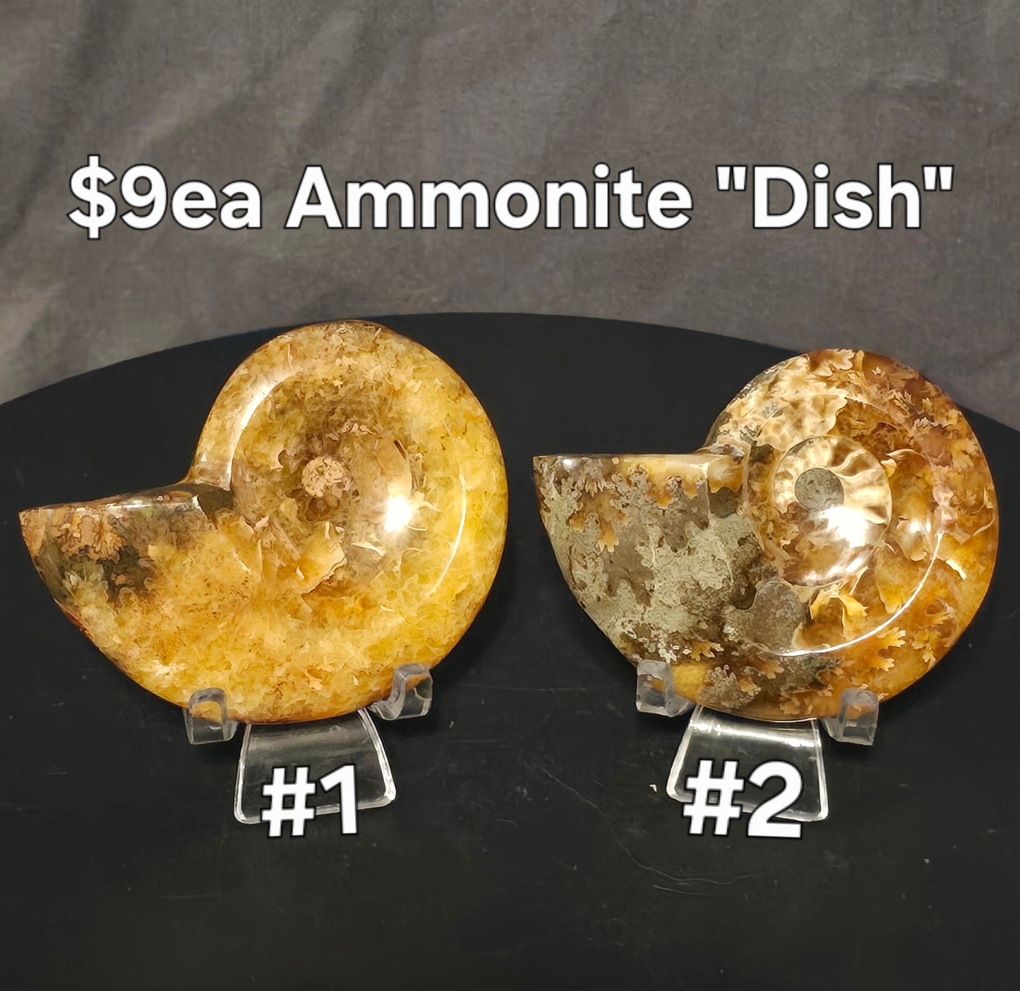 S0243 Ammonite "Dish"