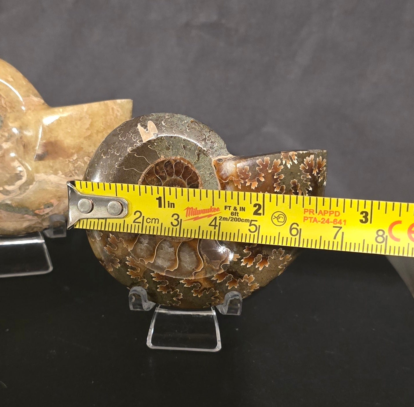S0242 Ammonite "Dish"