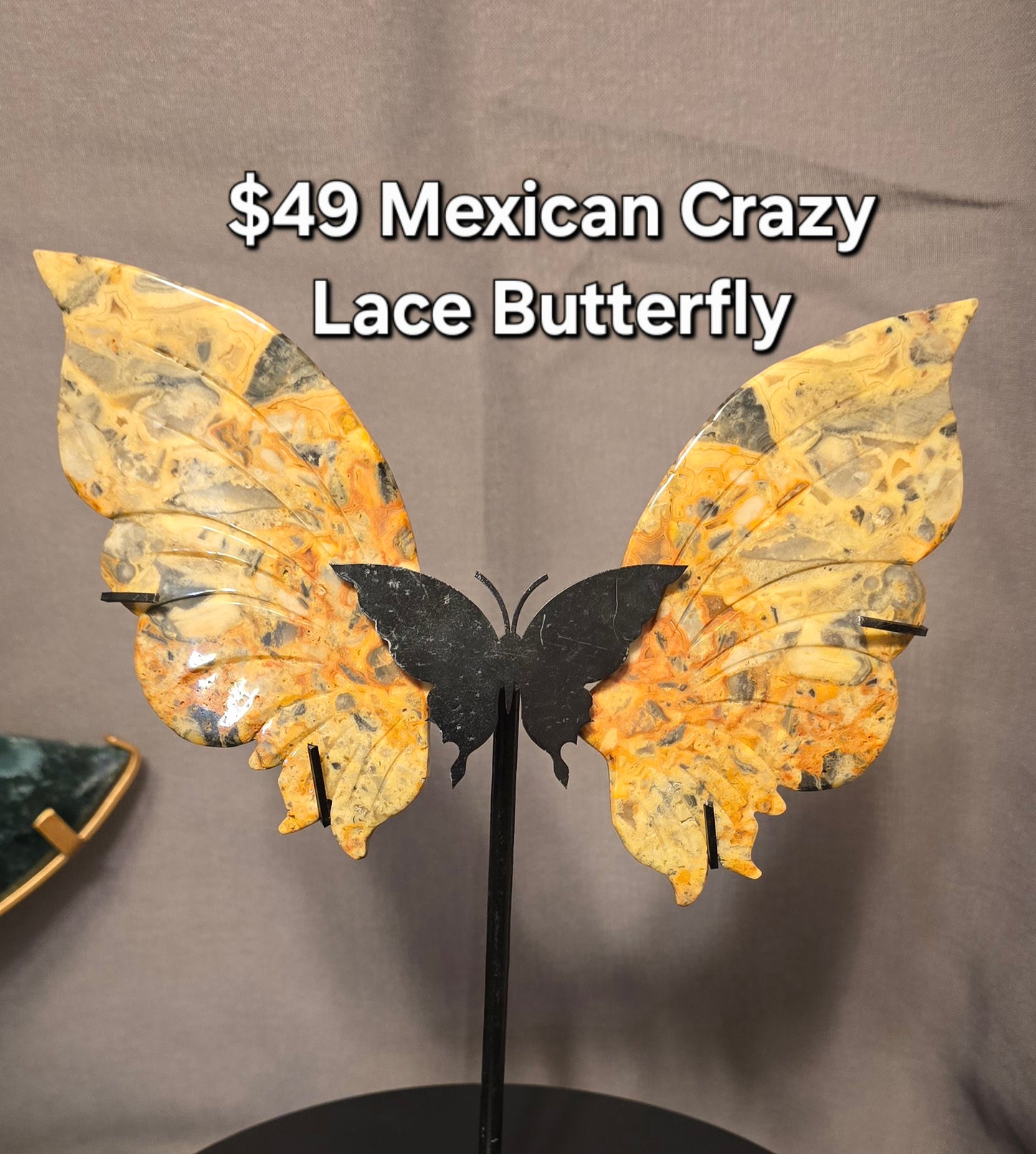 Mexican Crazy Lace Butterfly