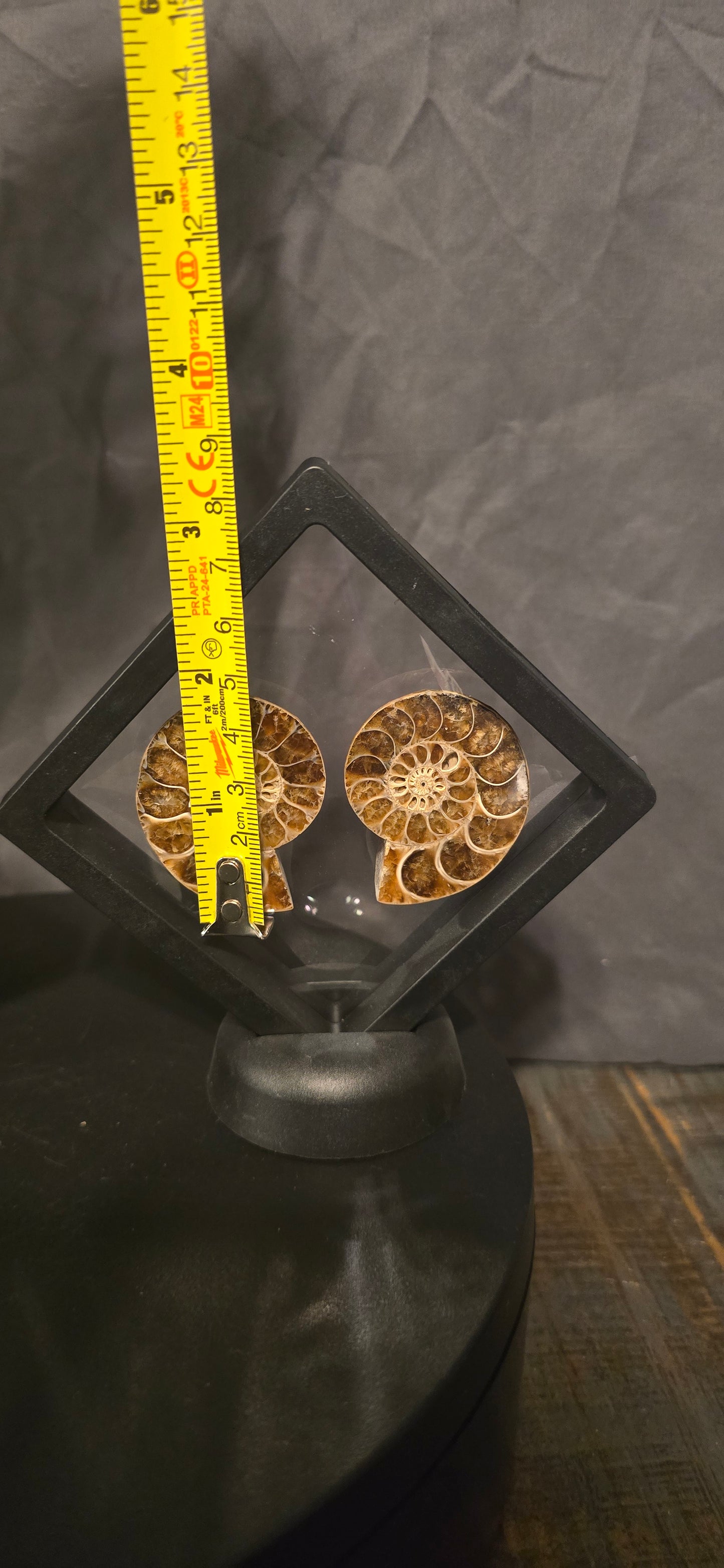 S0245 Ammonite in Display Cass