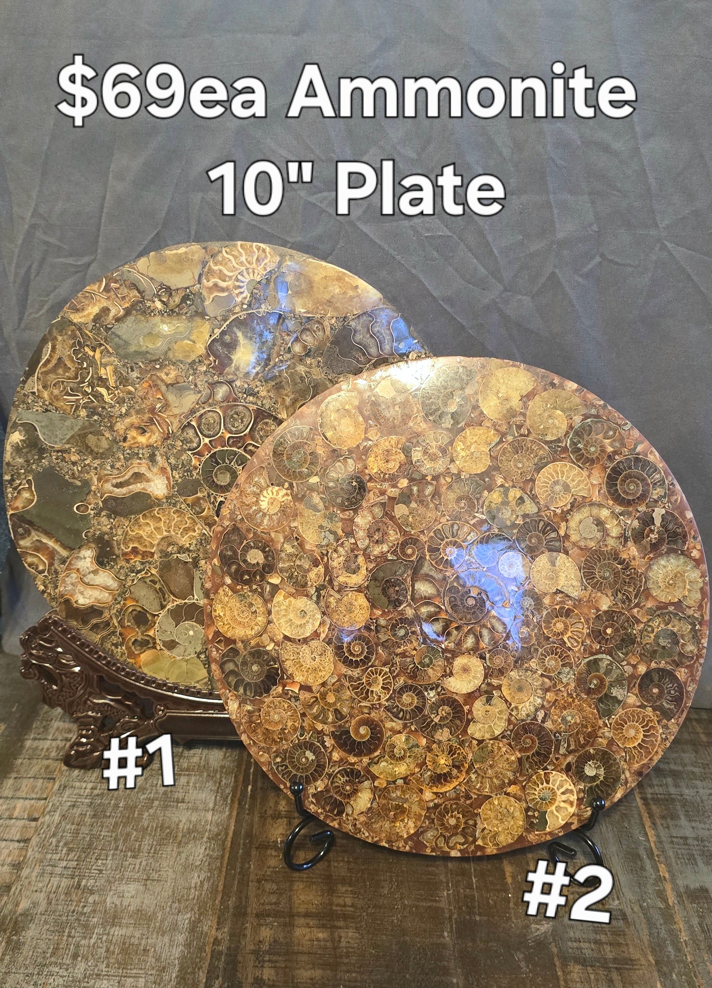 S0232 Ammonite Plate