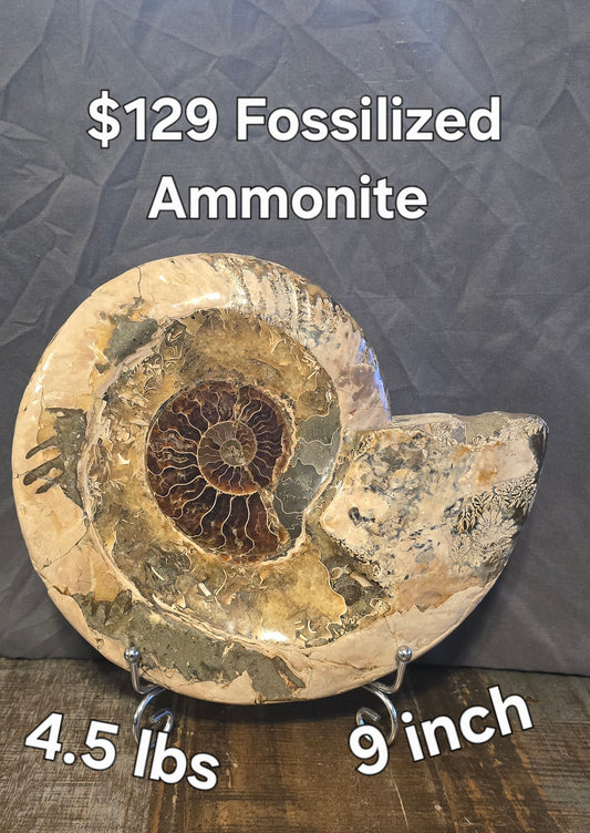 S0239 Ammonite Whole